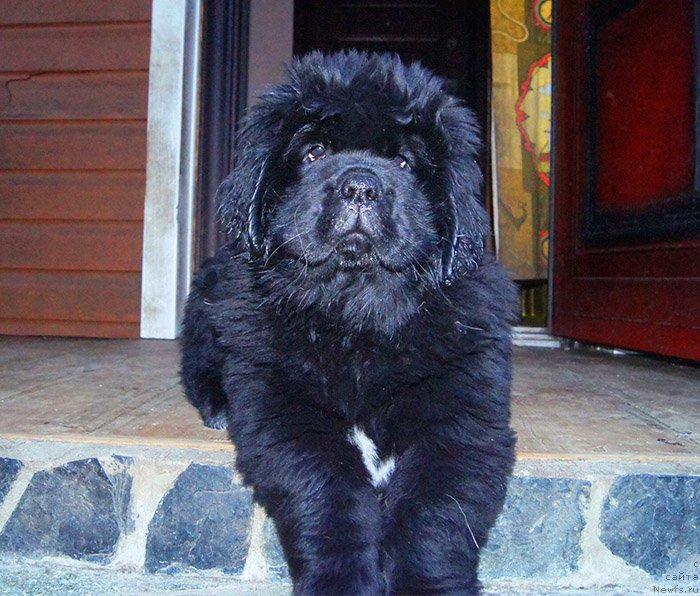 Фото: ньюфаундленд Супер Бизон Оллисия