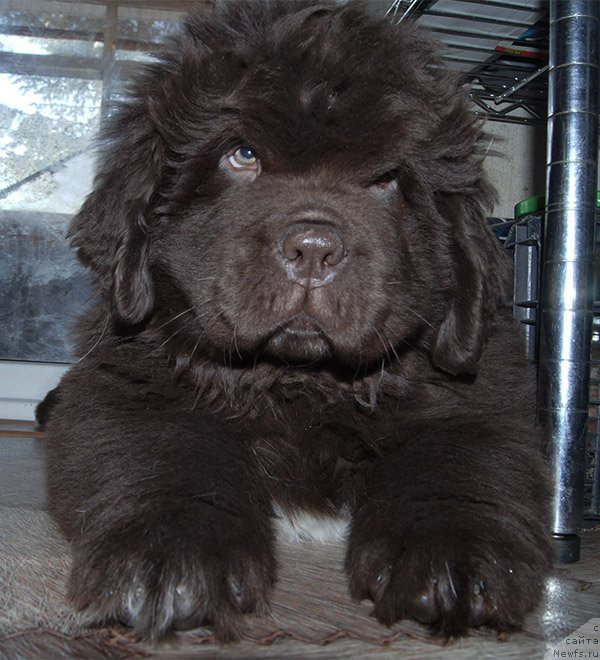 Фото: ньюфаундленд Супер Бизон Отис Тобиас