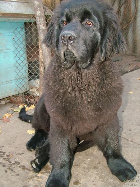 Фото: ньюфаундленд Ренина Солнечный Зайчик