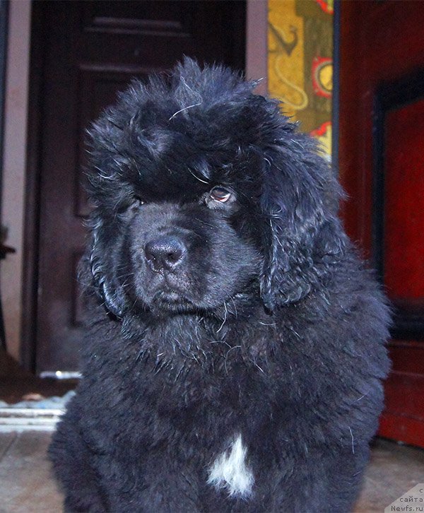 Фото: ньюфаундленд Супер Бизон Осень