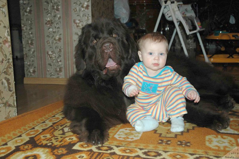 Фото: ньюфаундленд Newf Mermaid Denver