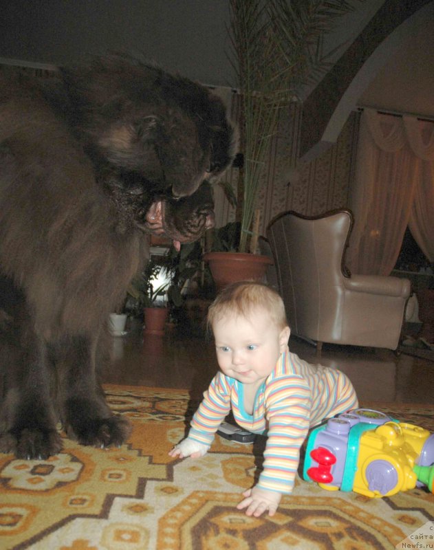 Фото: ньюфаундленд Newf Mermaid Denver