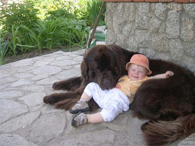 Фото: ньюфаундленд Newf Mermaid Denver