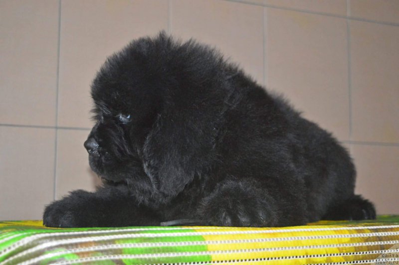 Фото: ньюфаундленд Олл Райт из Антаграда (All Right is Antagrada)