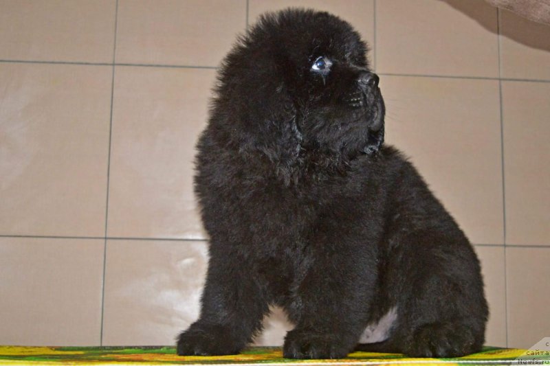 Фото: ньюфаундленд Олл Райт из Антаграда (All Right is Antagrada)