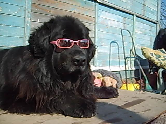 Фото: ньюфаундленд Центавр