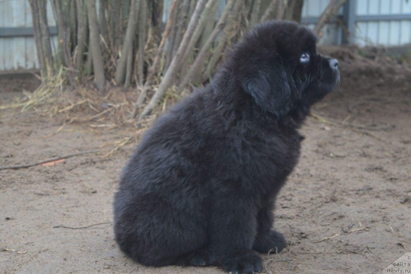 Фотография № 196544