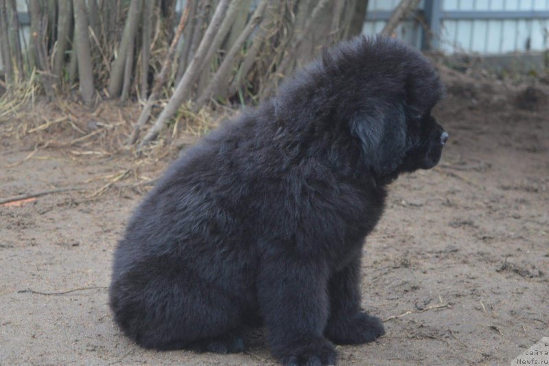 Фото: ньюфаундленд О Кей из Антаграда
