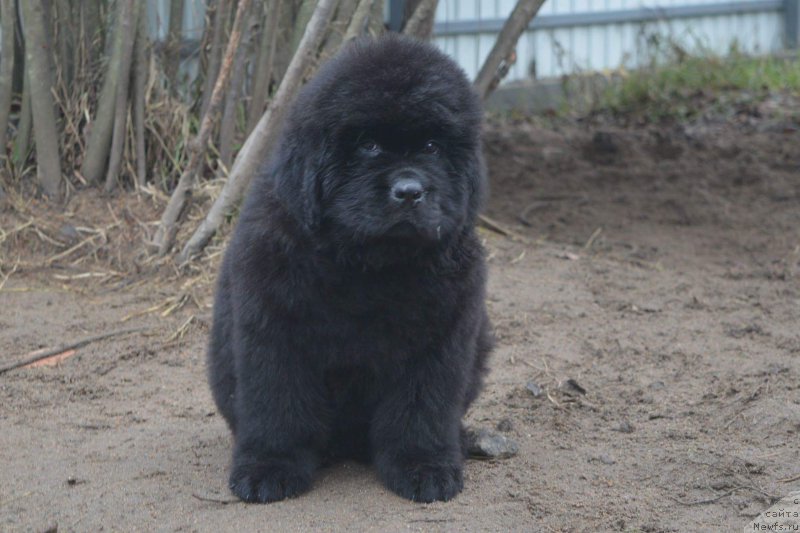 Фото: ньюфаундленд О Кей из Антаграда