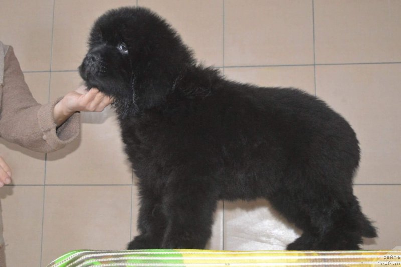 Фото: ньюфаундленд О Кей из Антаграда