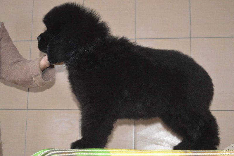 Фото: ньюфаундленд О Кей из Антаграда