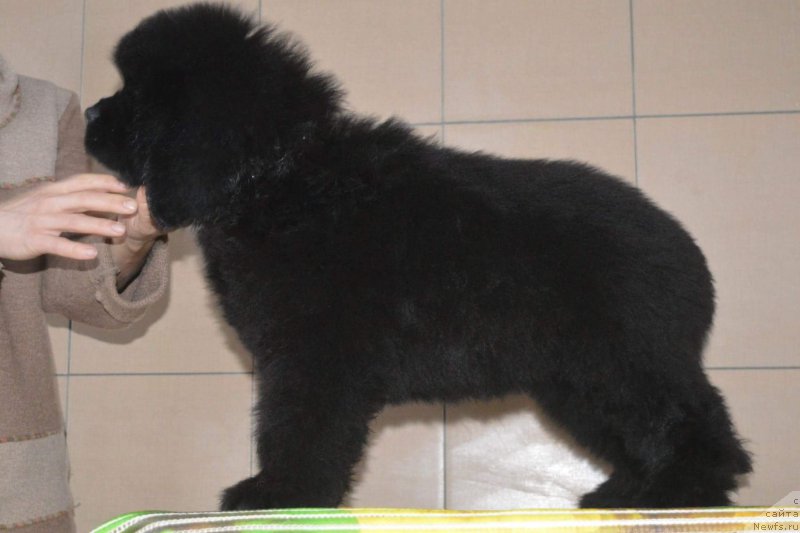 Фото: ньюфаундленд О Кей из Антаграда