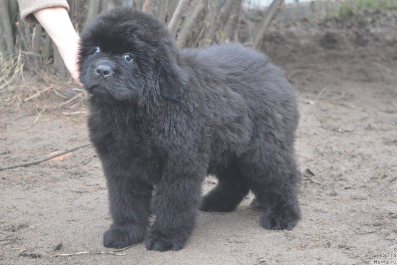 Фотография № 196550