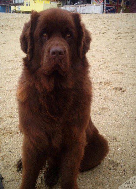 Фото: ньюфаундленд Браунблад МСК Хэппи Тедди (Brownblood MSK Happy Teddy)