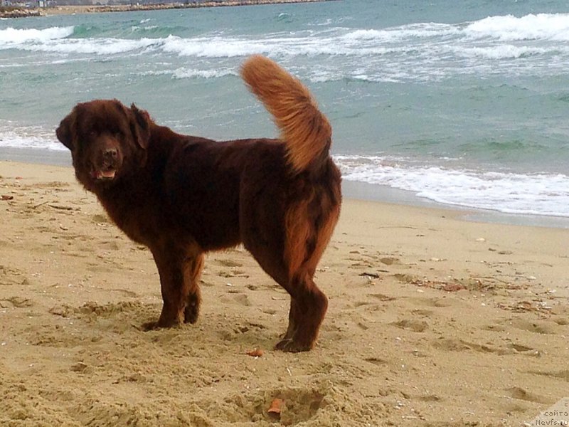 Фотография № 196555