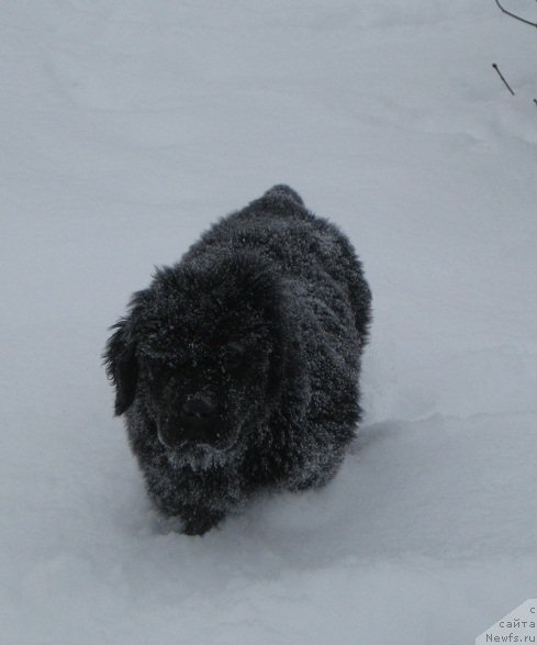 Фото: ньюфаундленд С'Нежная Вьюга Биг Рашшен Босс