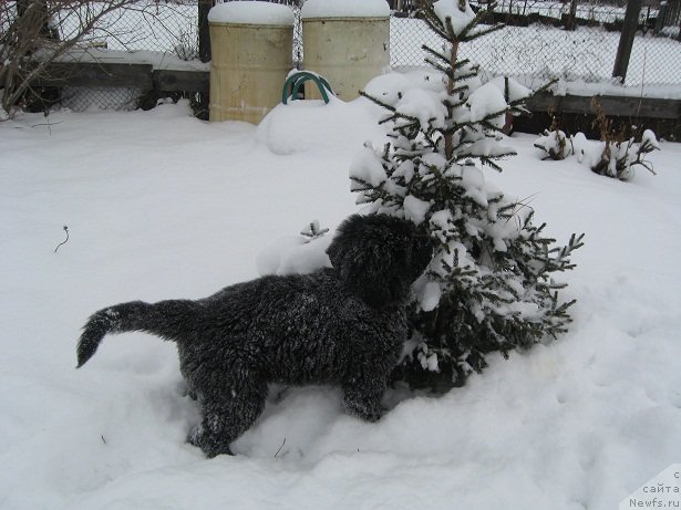 Фото: ньюфаундленд С'Нежная Вьюга Биг Рашшен Босс