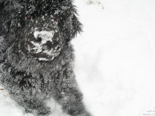 Фото: ньюфаундленд С'Нежная Вьюга Биг Рашшен Босс