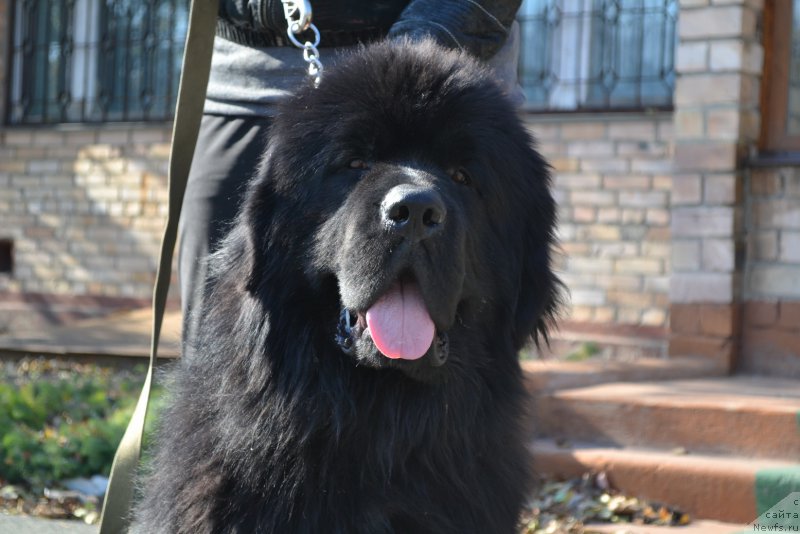 Фото: ньюфаундленд Неаполь от Ласкового Дельфина