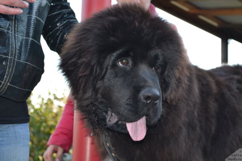 Фото: ньюфаундленд Рафаэль Рокот Прибоя