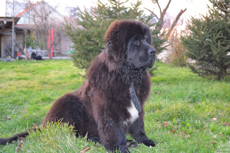 Фото: ньюфаундленд Рафаэль Рокот Прибоя