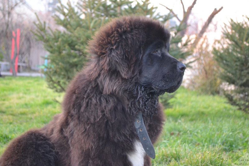 Фото: ньюфаундленд Рафаэль Рокот Прибоя