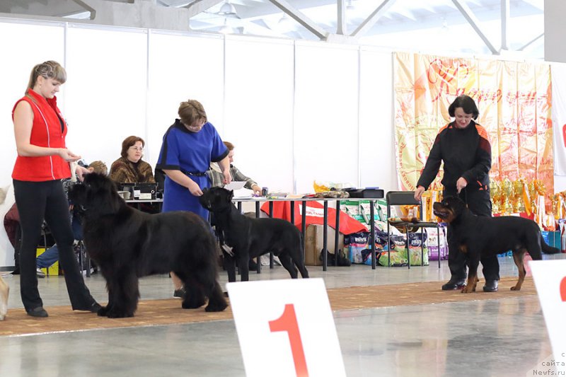 Фото: ньюфаундленд Rayout Happiness Midnight Bear