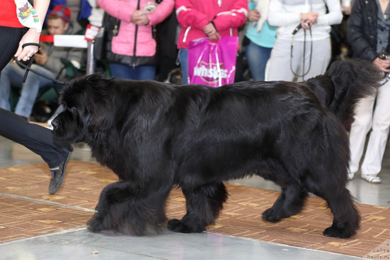 Фото: ньюфаундленд Rayout Happiness Midnight Bear