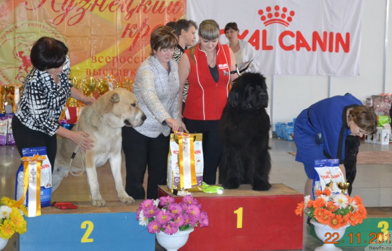 Фото: ньюфаундленд Rayout Happiness Midnight Bear