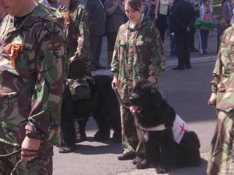 Фото: ньюфаундленд Фиаметтахауз Северная Корона, ньюфаундленд Фиаметтахауз Северная Корона