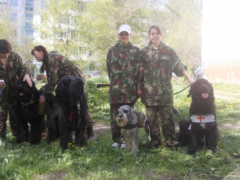 Фото: ньюфаундленд Фиаметтахауз Северная Корона