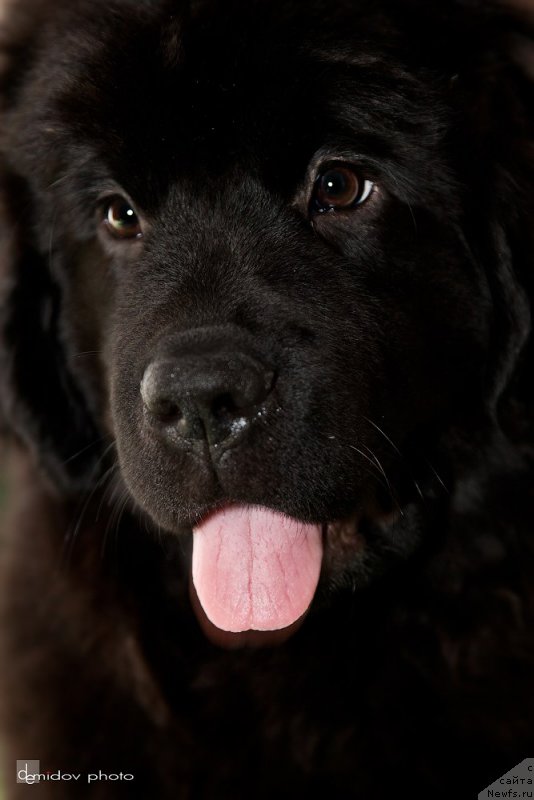 Фото: ньюфаундленд Белкондер-Клаб Бьянка Маруша (Belkonder-Club Bianca Marussia)
