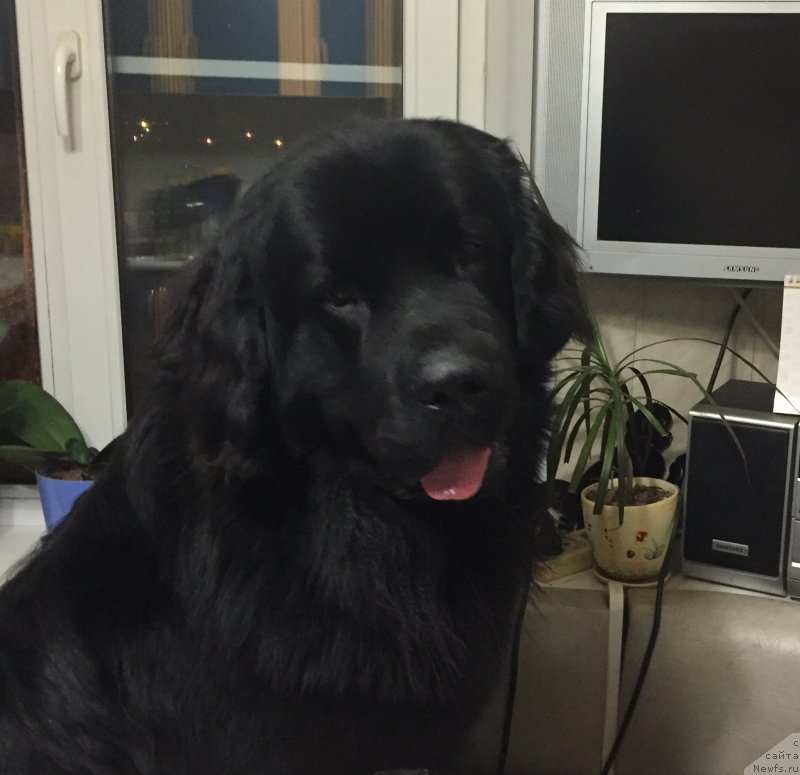 Фото: ньюфаундленд Браунблад МСК Хелфи Бэст Армани (Brownblood MSK Helfi Best Armani)