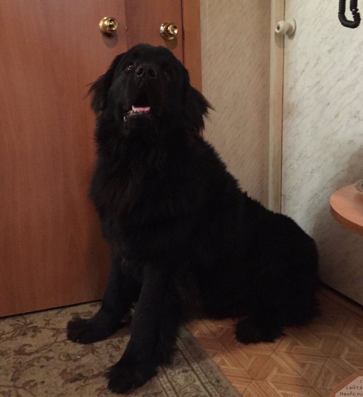 Фото: ньюфаундленд Браунблад МСК Хелфи Бэст Армани (Brownblood MSK Helfi Best Armani)