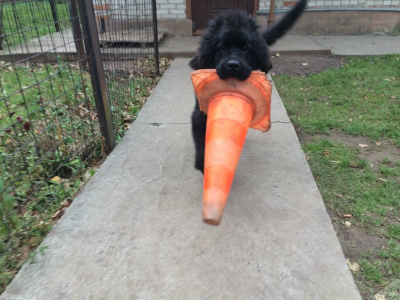 Фотография № 196584