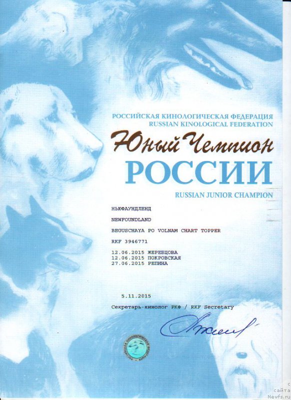 Фото: ньюфаундленд Бегущая по Волнам Чарт Топпер (Beguschaya po Volnam Сhart Topper)