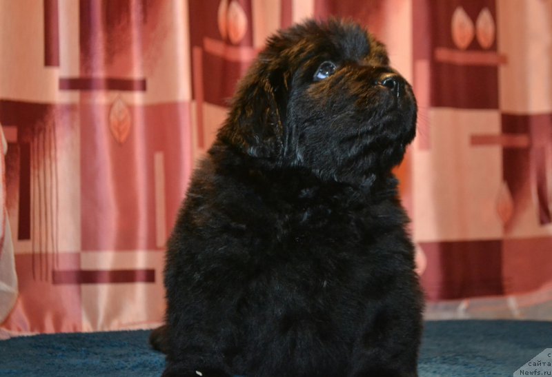 Фото: ньюфаундленд Акватория Келвин Шарлиз (Aquatoriya Kelvin Sharliz), ньюфаундленд Симбад Покоритель Морей