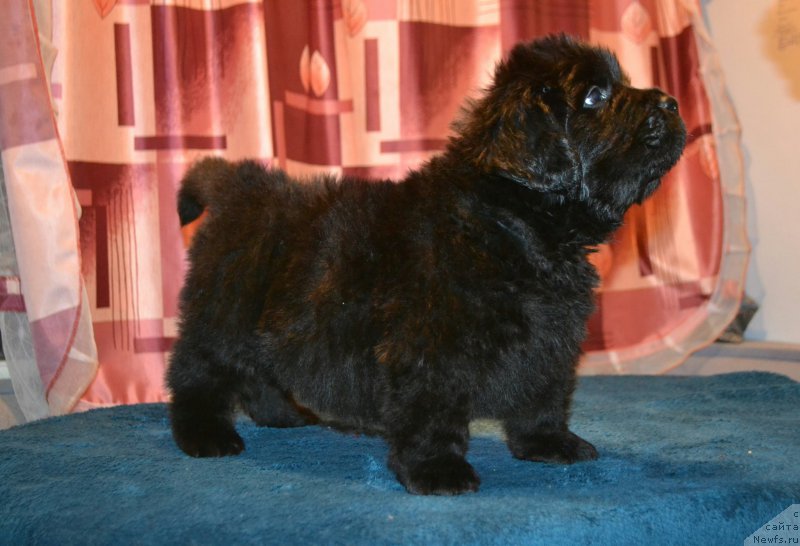 Фото: ньюфаундленд Акватория Келвин Шарлиз (Aquatoriya Kelvin Sharliz), ньюфаундленд Симбад Покоритель Морей