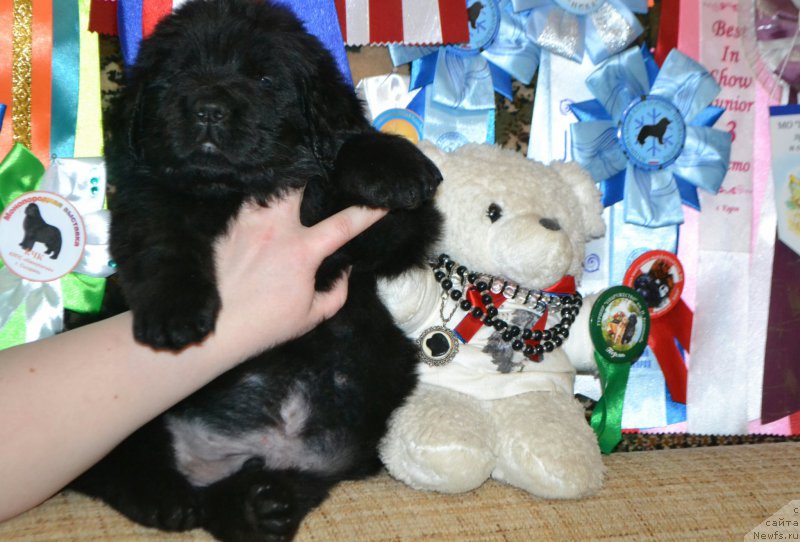 Фото: ньюфаундленд Акватория Келвин Шарлиз (Aquatoriya Kelvin Sharliz), ньюфаундленд Симбад Покоритель Морей