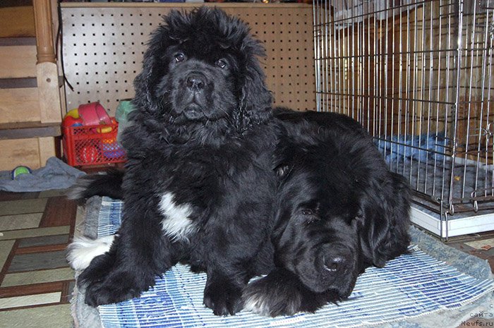 Фото: ньюфаундленд Супер Бизон Оллисия, ньюфаундленд Супер Бизон Индия