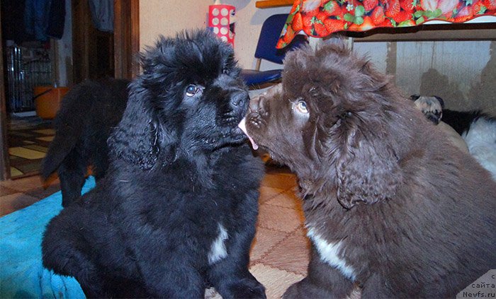 Фотография № 196594