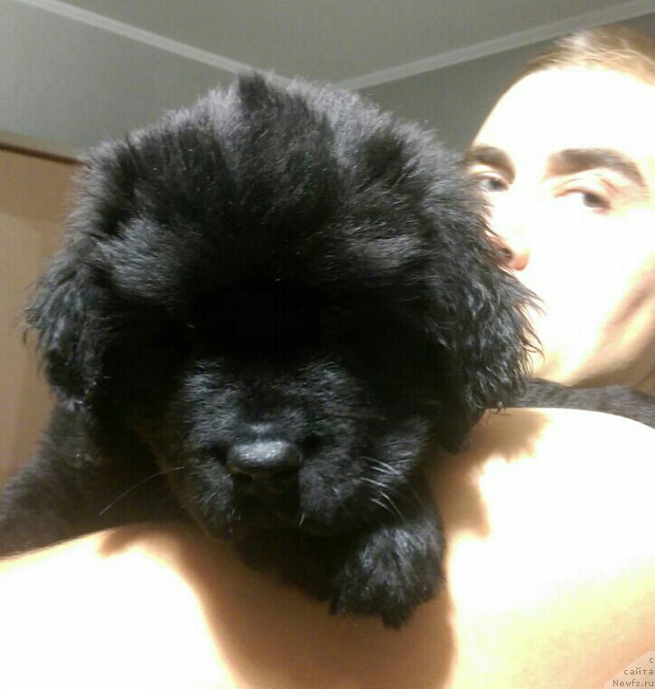 Фото: ньюфаундленд Моя Стихия Леон