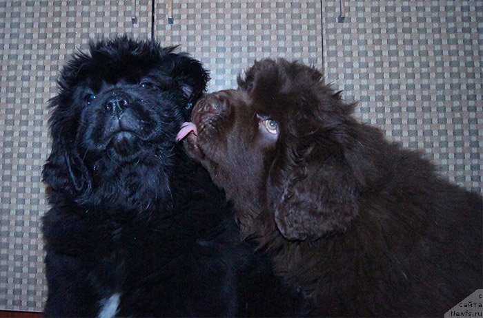 Фотография № 196597