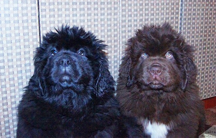 Фотография № 196598