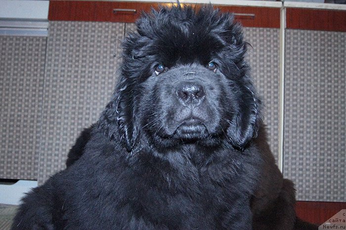 Фотография № 196599