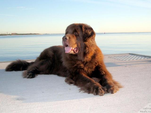 Фото: ньюфаундленд Смигар Арбонна (Smigar Arbonna)