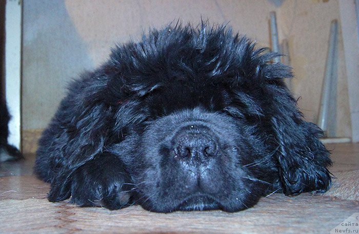 Фотография № 196603