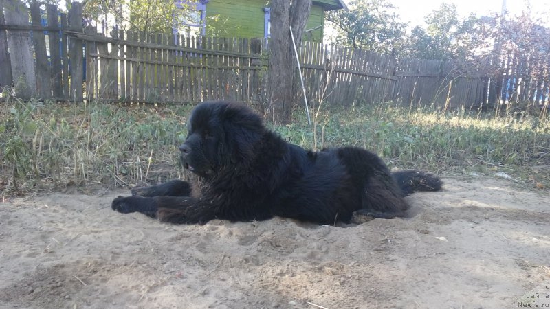 Фото: ньюфаундленд Радзивил Вялiкi Мядзведзь