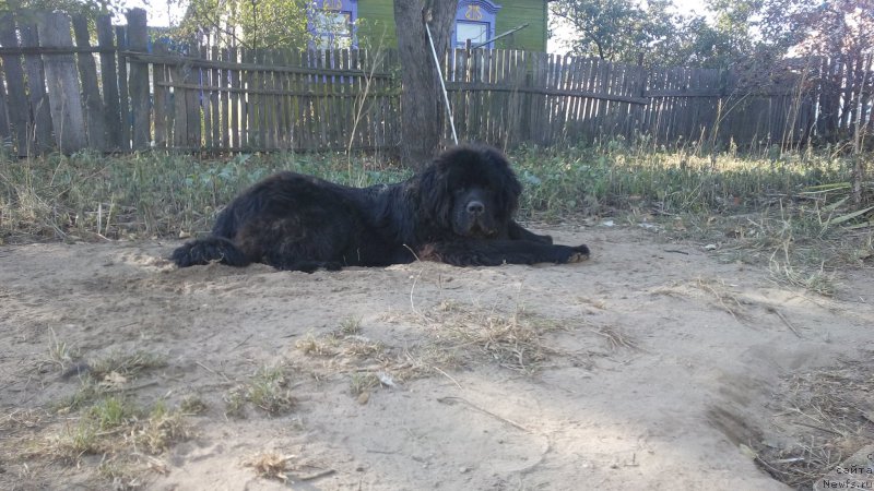 Фото: ньюфаундленд Радзивил Вялiкi Мядзведзь