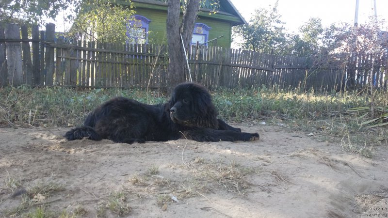 Фото: ньюфаундленд Радзивил Вялiкi Мядзведзь